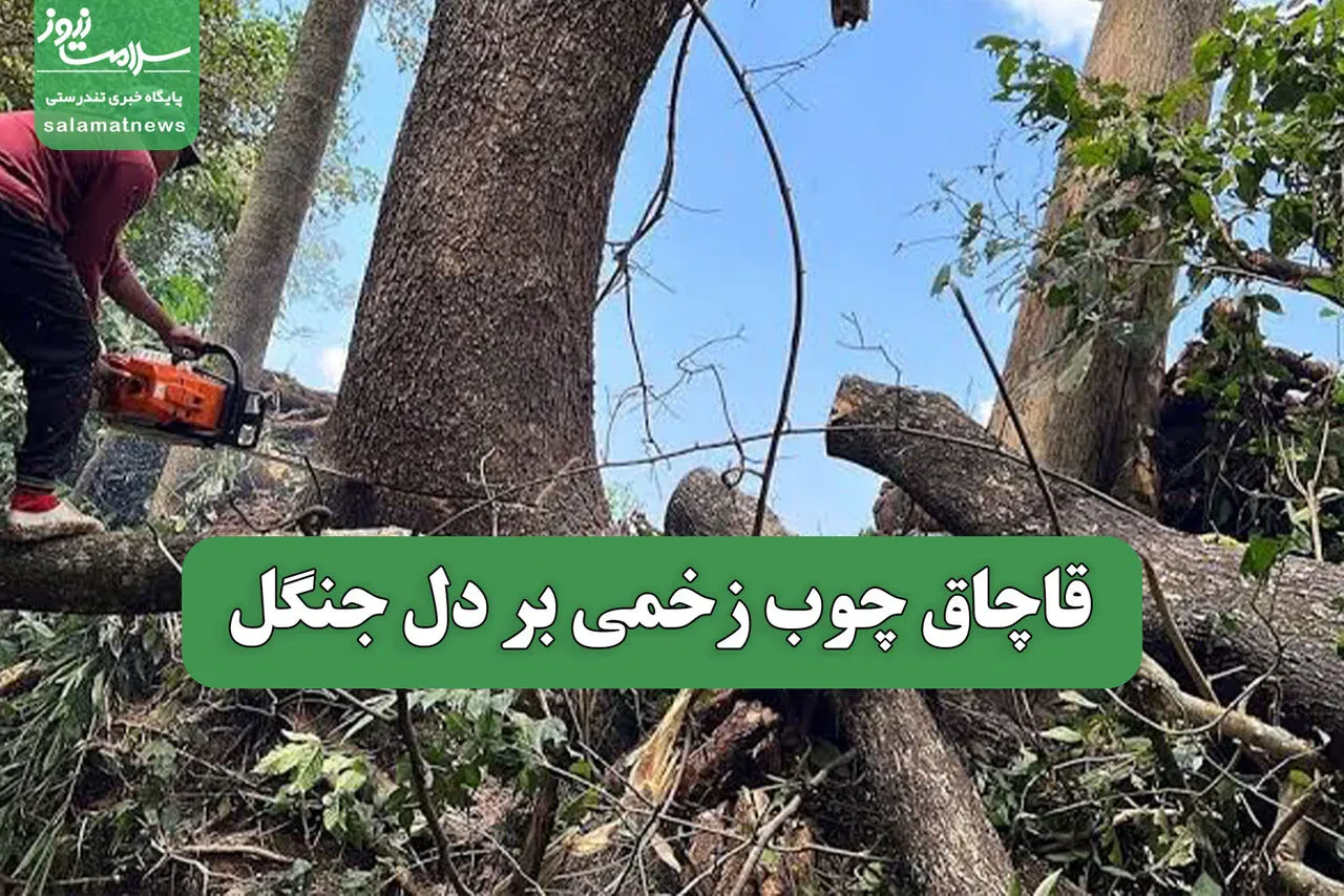قاچاق چوب زخمی بر دل جنگل