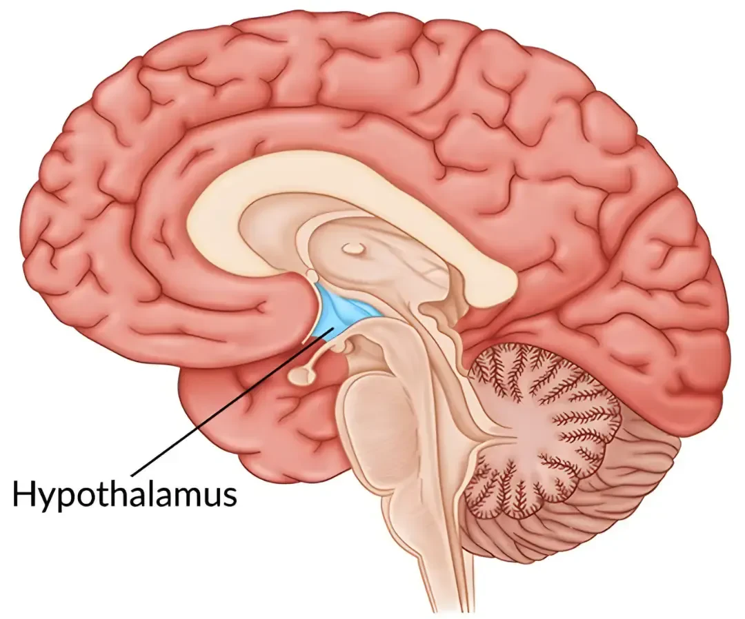 هیپوتالاموس (Hypothalamus) در ساختار داخلی مغز انسان با نشانه‌گذاری آبی‌رنگ