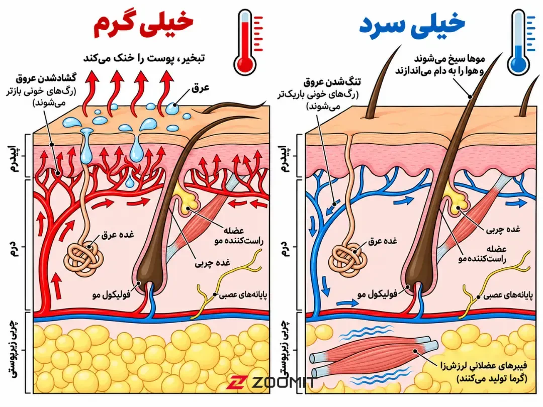 ساختار پوست در حالت‌های گرمای زیاد و سرمای شدید بدن