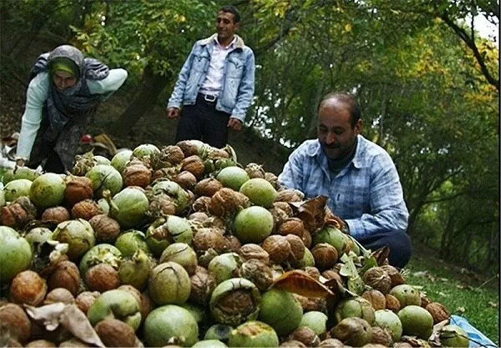 سومین جشنواره ملی گردو، جمعه در ثمرین اردبیل برگزار می شود