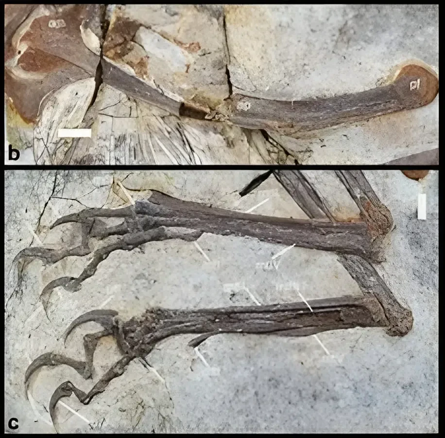 فسیل دایناسور پرنده (Archaeopteryx-like) با استخوانهای کامل در دل سنگ