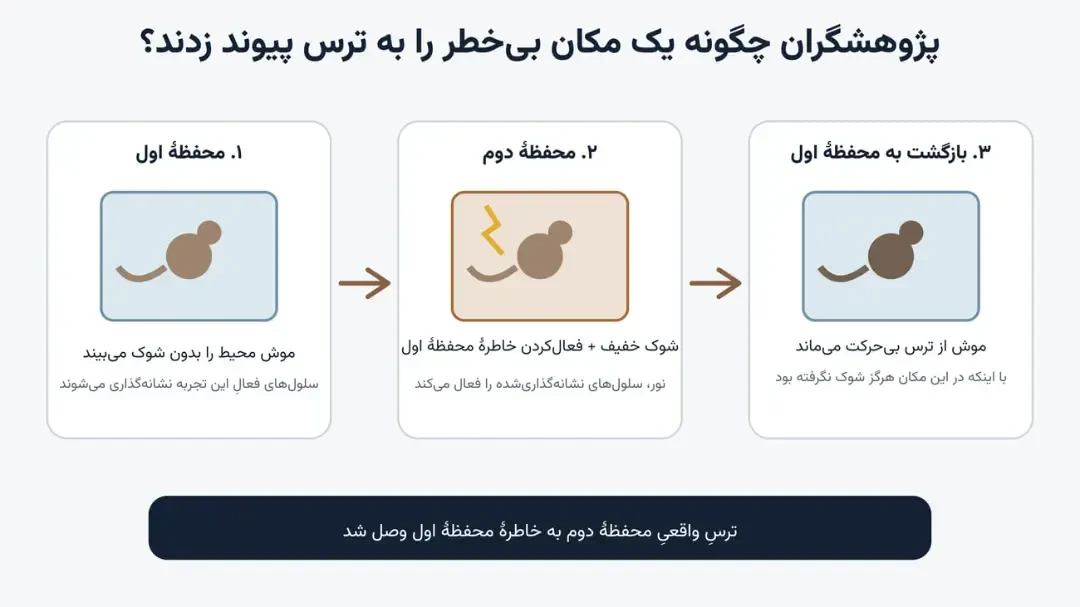 موش آزمایشگاهی در سه مرحله یادگیری و تجربه شوک الکتریکی