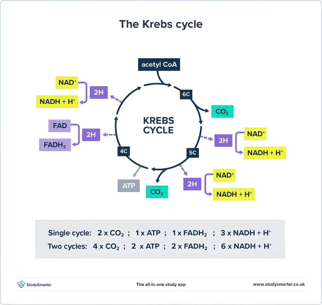 نمودار علمی چرخه کربس (Krebs cycle) و مراحل تولید ATP و CO2