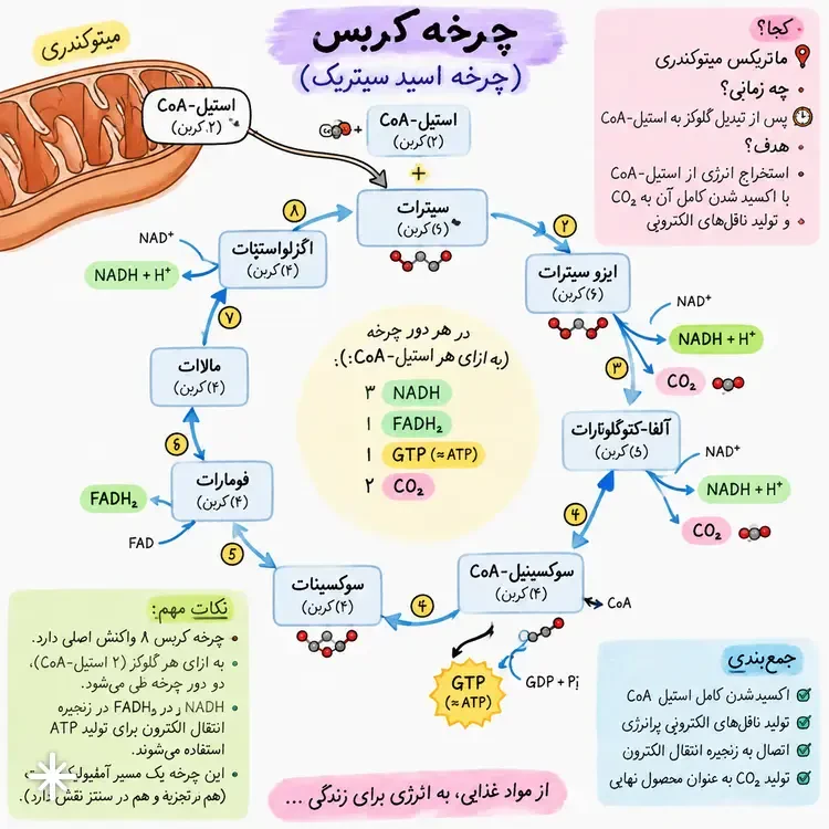 نمودار علمی چرخه کربس (Krebs Cycle) شامل مراحل اکسیداسیون استیل کوآنزیم A در میتوکندری