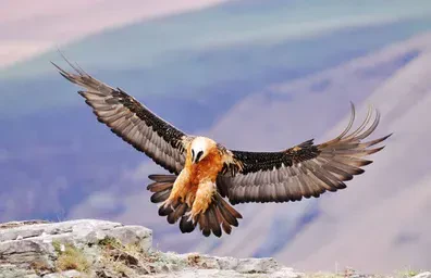 دیده-شدن-هما-در-طالقان-فیلم